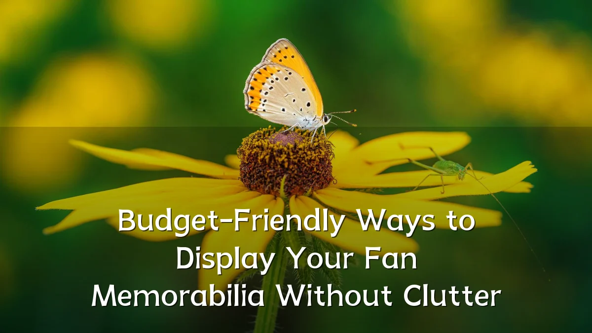 Budget-Friendly Ways to Display Your Fan Memorabilia Without Clutter